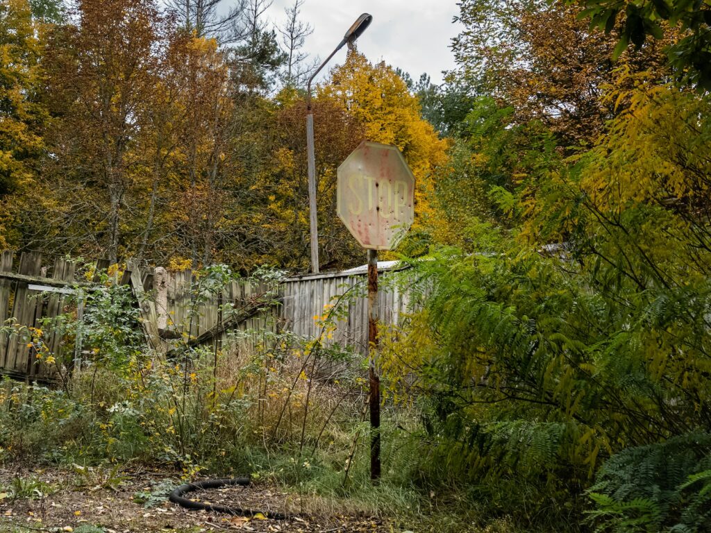 Die Wälder von Tschernobyl: Ein einzigartiger Lebensraum im Schatten der Katastrophe